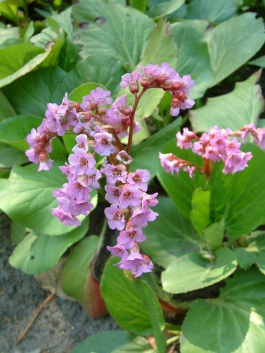 Bergenia.JPG